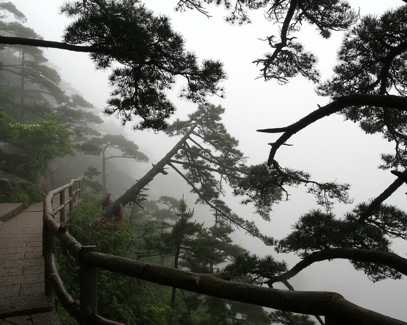 Pine Trees on Mountain — Green, Misty