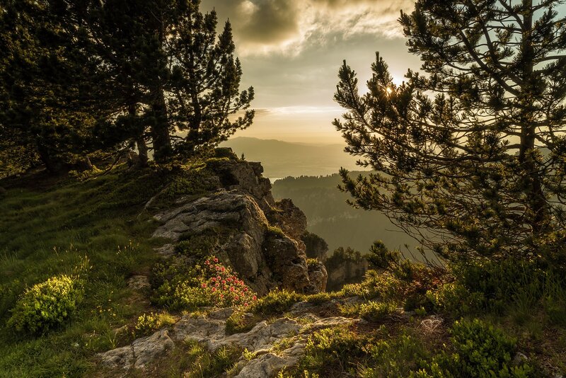 Pine Trees on Mountain — Green, Serene