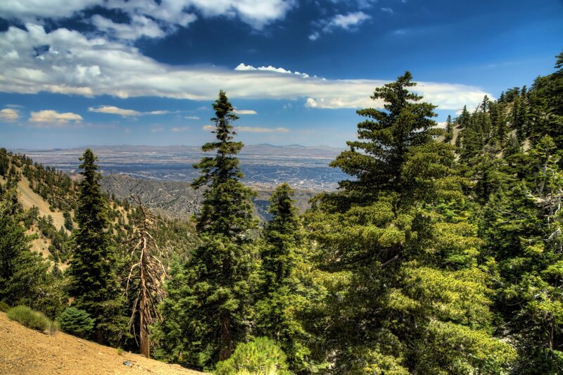 Pine Trees on Mountain — Green