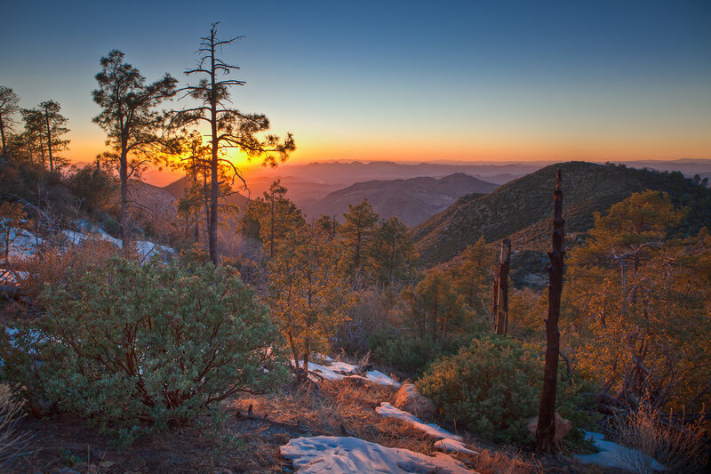 Pine Trees on Mountain — Orange