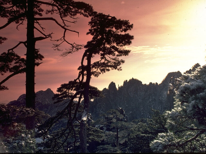 Pine Trees on Mountain — Pink