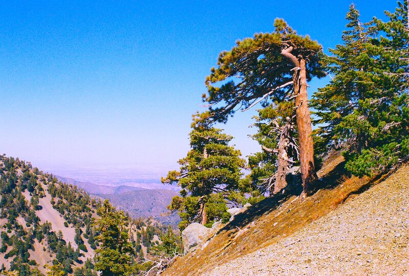 Pine Trees on Mountain Slope — Blue
