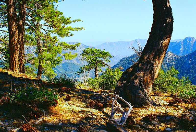 Pine Trees on Mountain Slope — Green, Serene, Afternoon