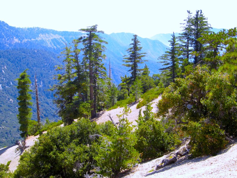 Pine Trees on Mountain Slope — Green, Serene