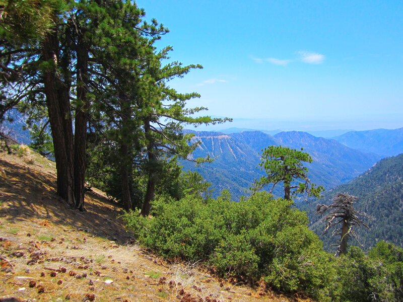 Pine Trees on Mountain Slope — Green
