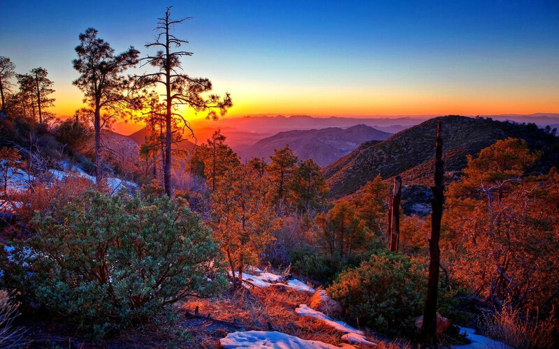 Pine Trees on Mountain Slope — Orange, Serene
