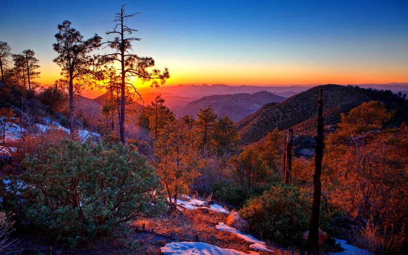 Pine Trees on Mountain Slope