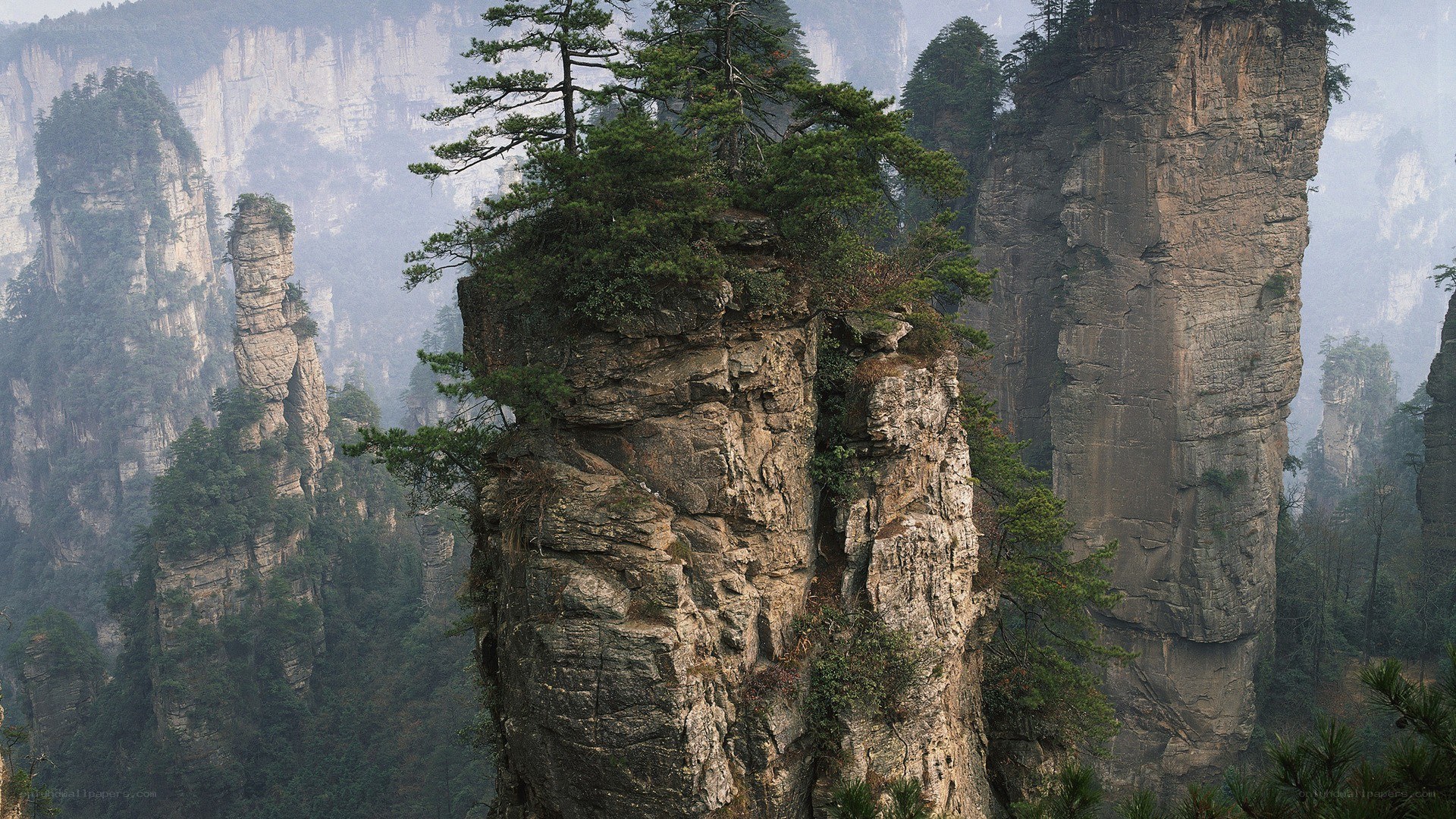 Pine trees on rock pillars