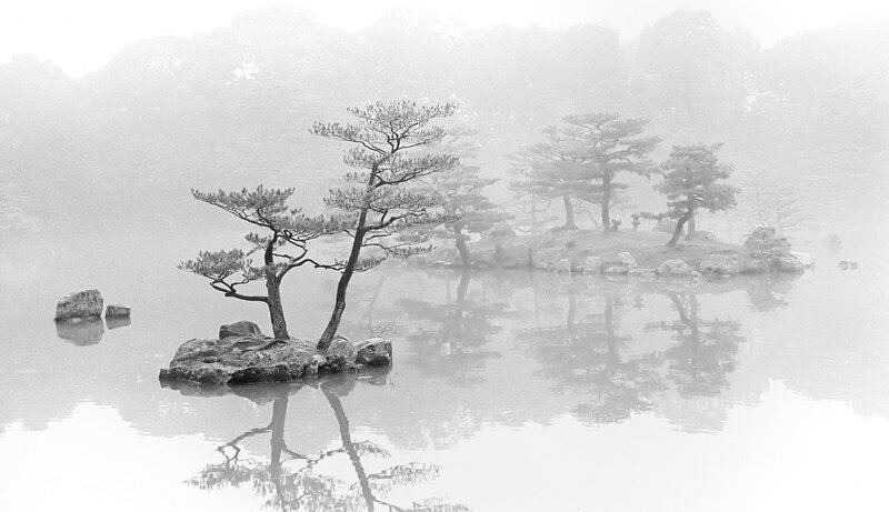 Pine Trees on Rocks — Black