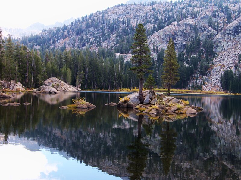 Pine Trees on Rocks
