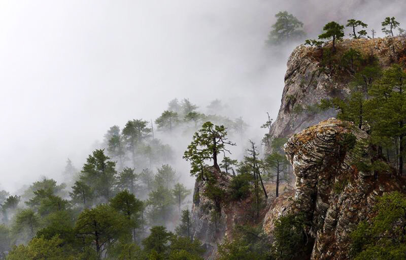 Pine Trees on Rocky Cliff — Green, Misty