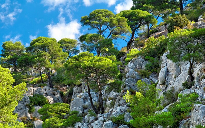 Pine Trees on Rocky Cliff — Green, Serene