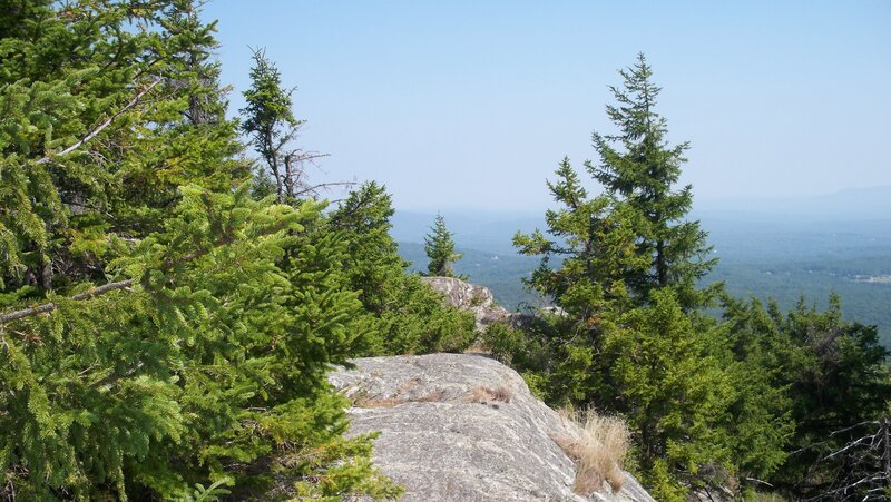 Pine Trees on Rocky Cliff — Green