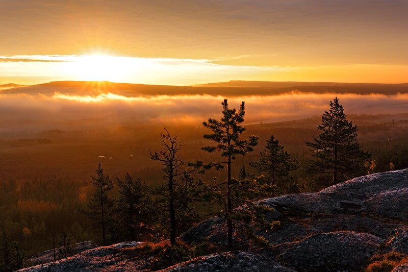 Pine Trees on Rocky Cliff — Orange