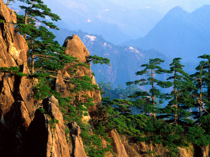 Pine Trees on Rocky Cliffs
