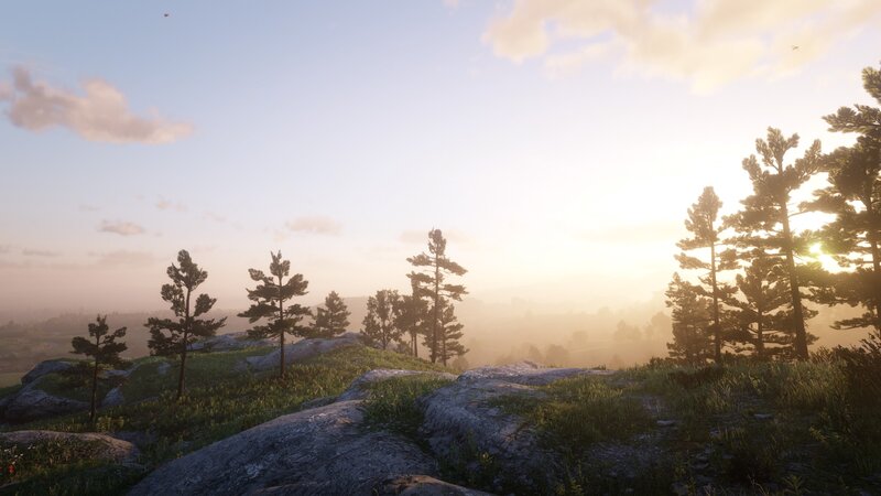Pine Trees on Rocky Hill — Green, Serene