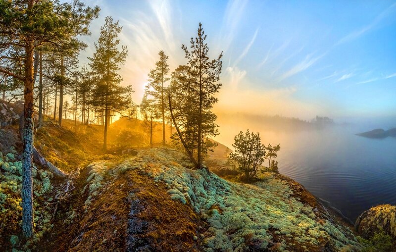 Pine Trees on Rocky Shore — Blue, Serene