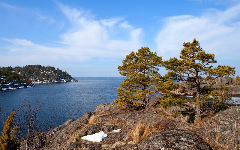 Pine Trees on Rocky Shore — Blue
