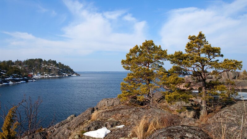 pine trees on rocky shore