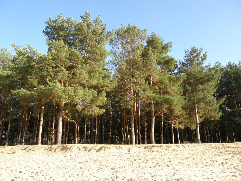 Pine Trees on Sand