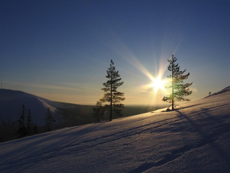 Pine Trees on Snowy Hill — Blue