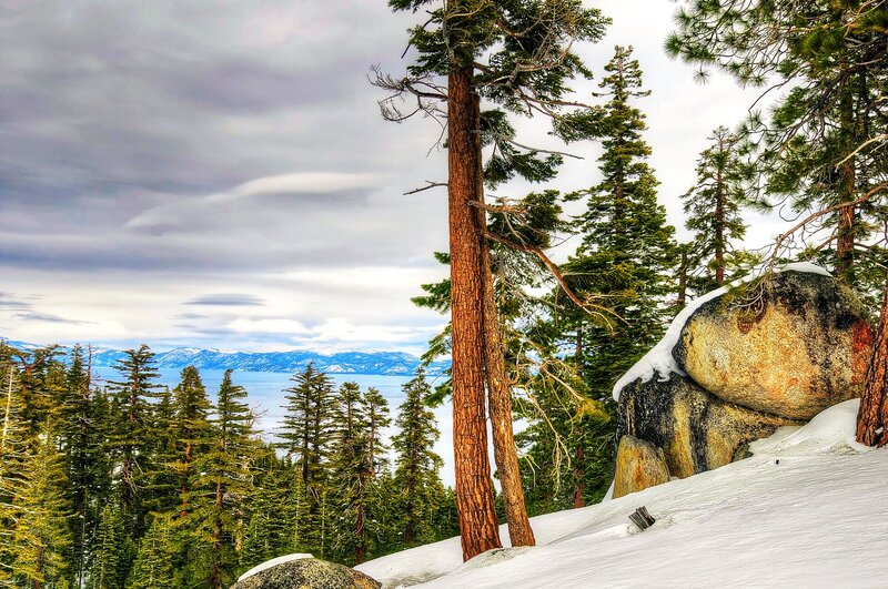 Pine Trees on Snowy Hill