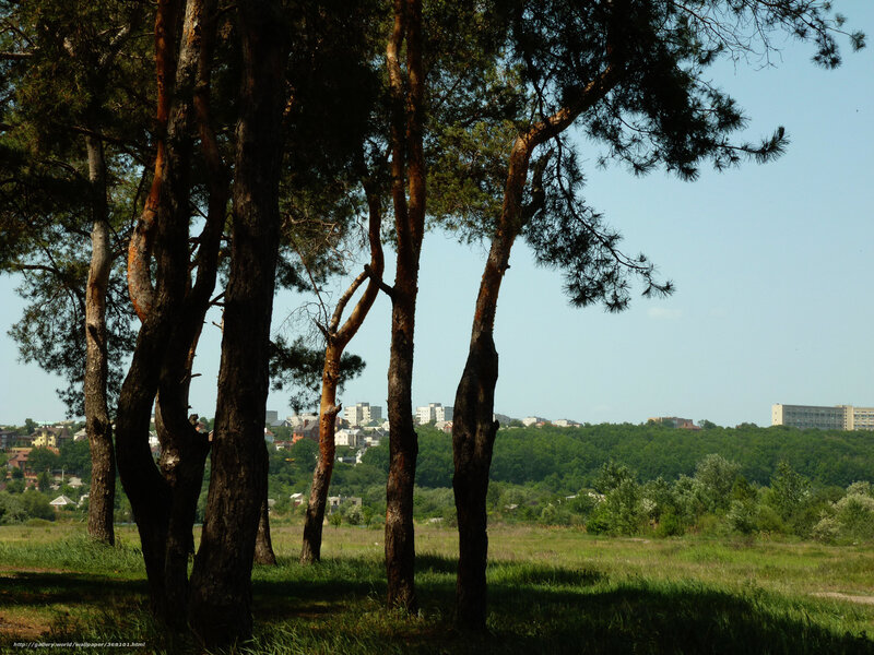 Pine trees overlooking a city