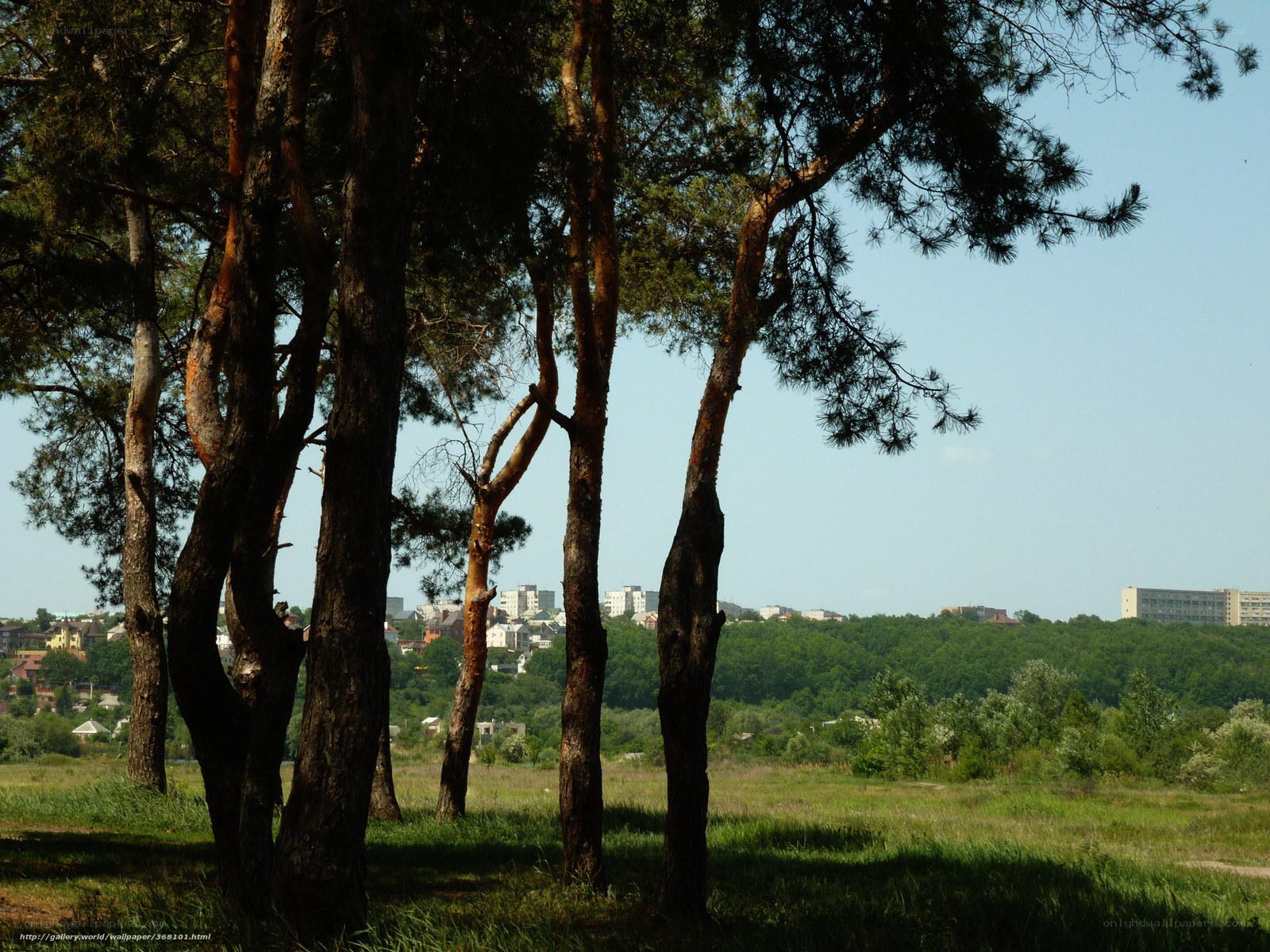 Pine trees overlooking a city