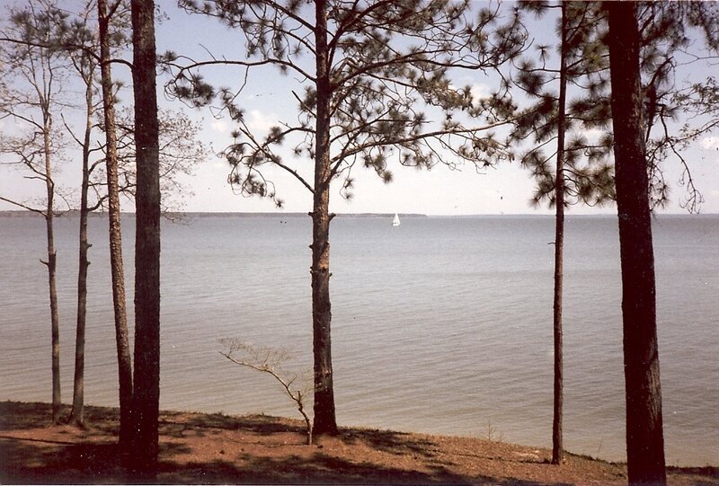 Pine trees overlooking a lake