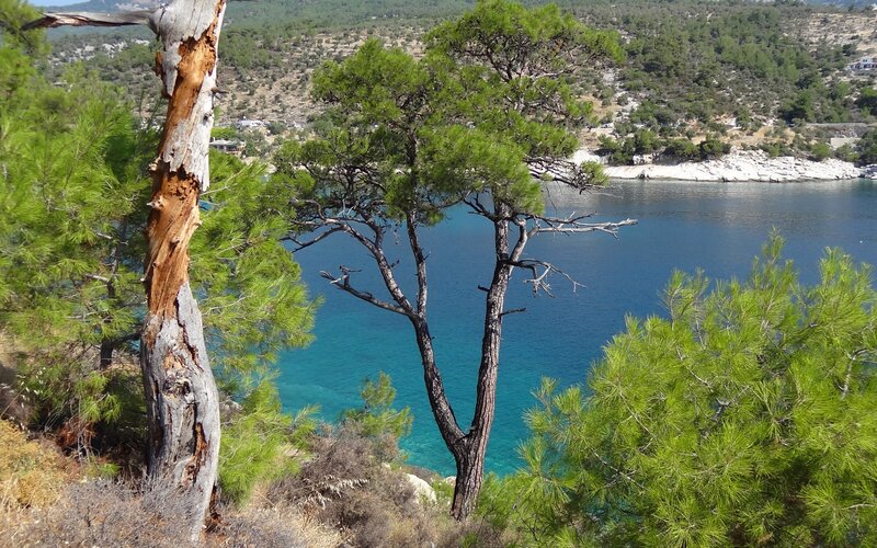 Pine Trees Overlooking Bay
