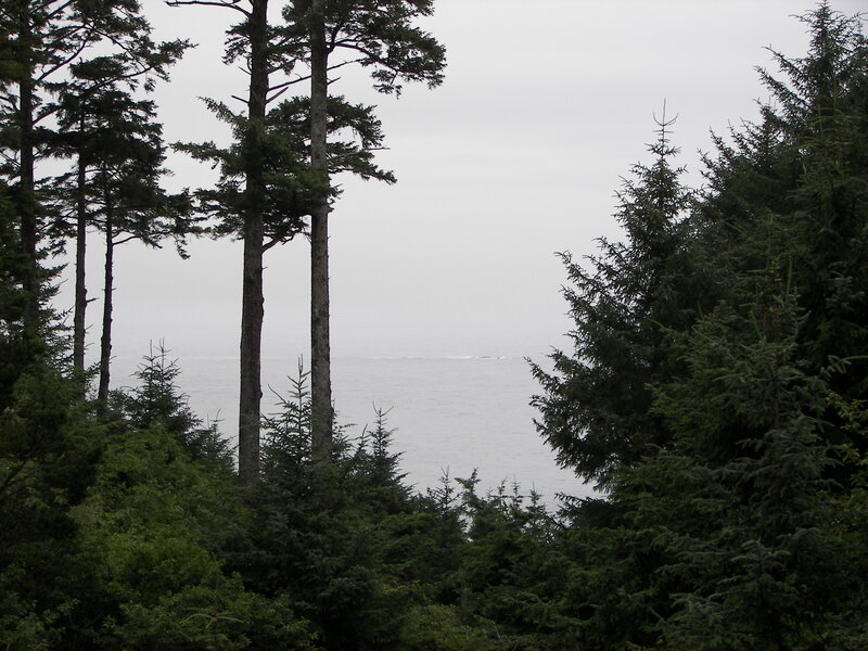 Pine Trees Overlooking Ocean