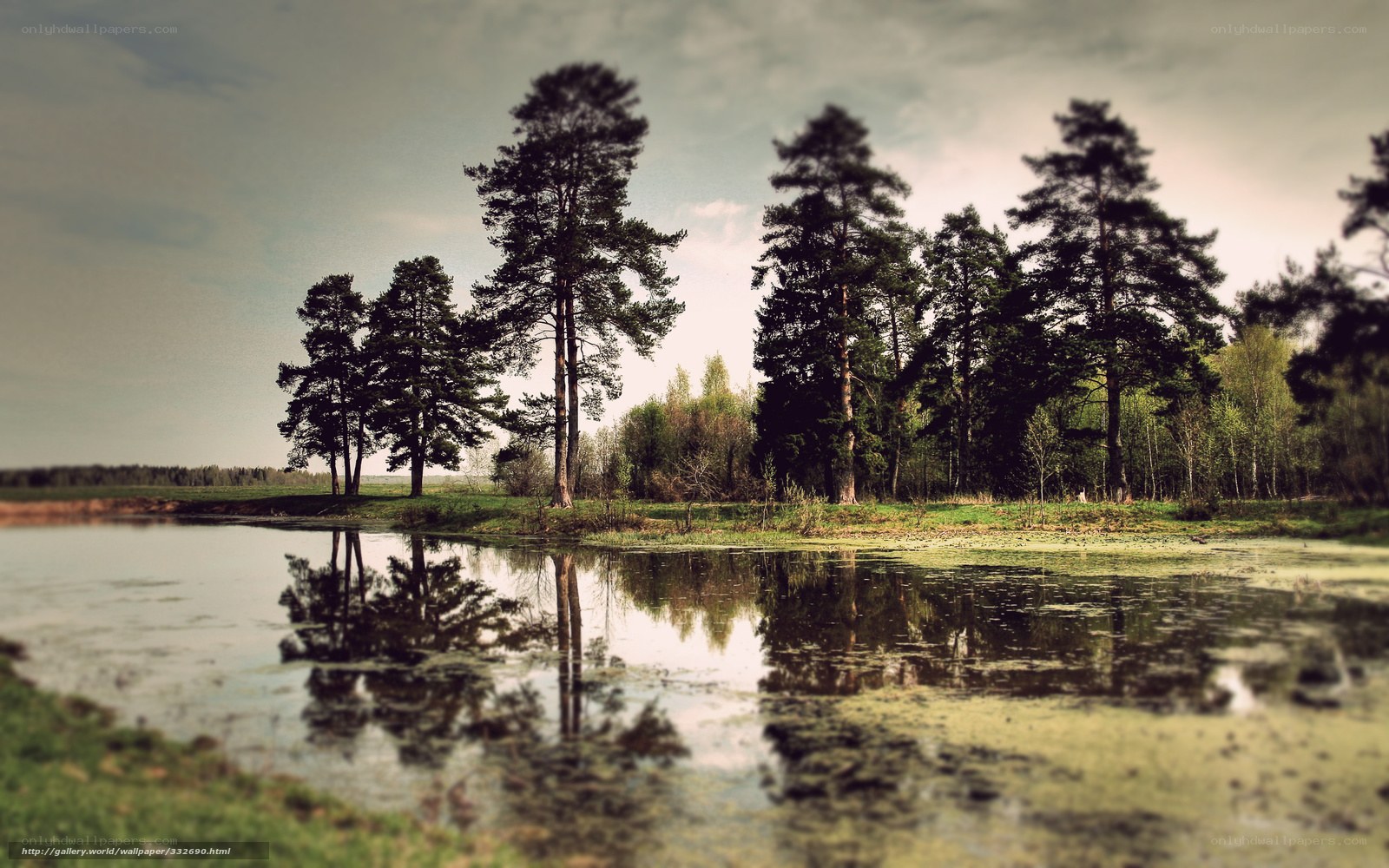 Pine trees reflected in a pond