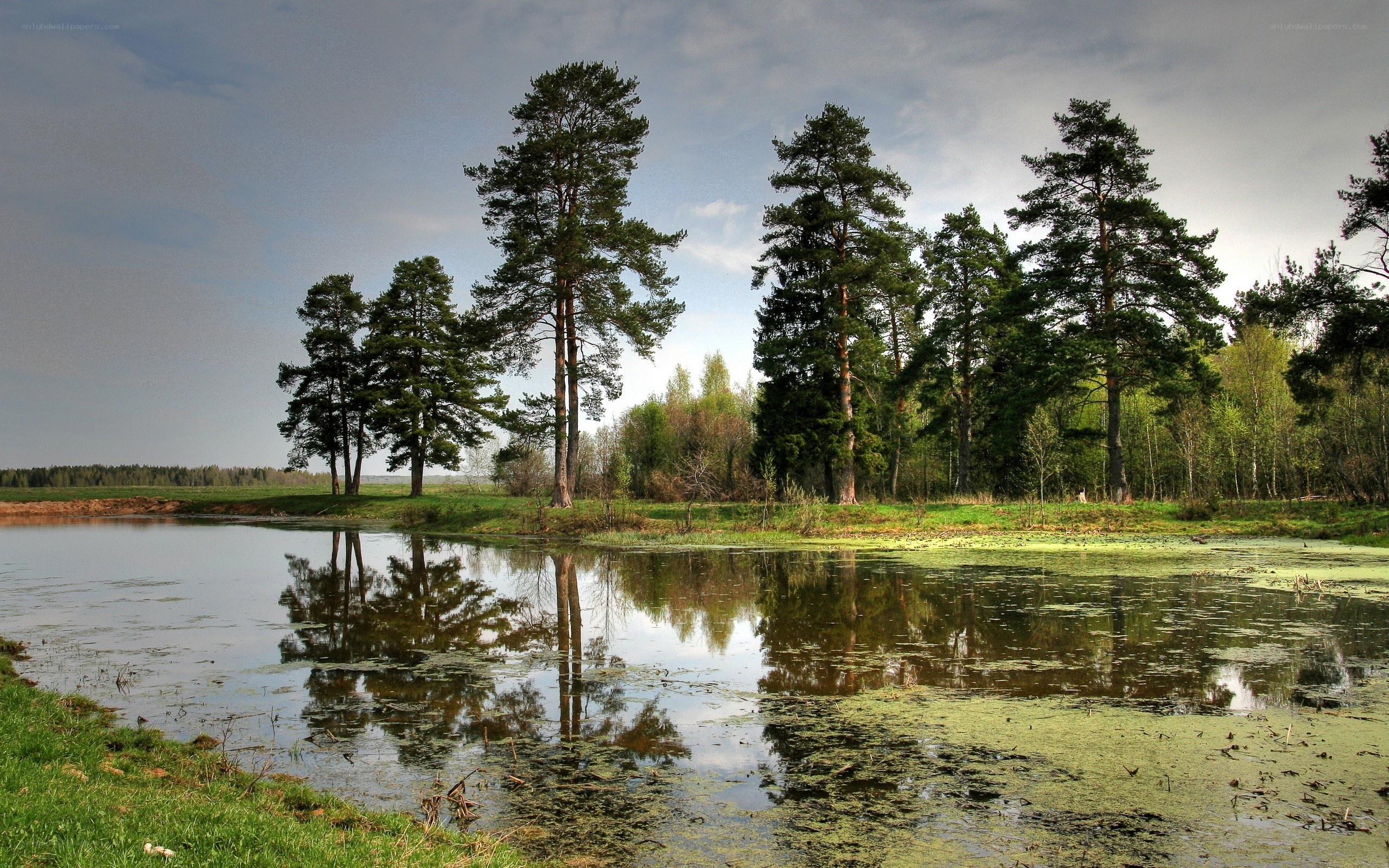 Pine trees reflected in a pond