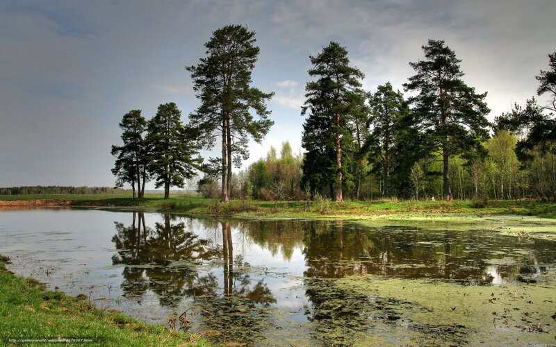 Pine trees reflected in a pond