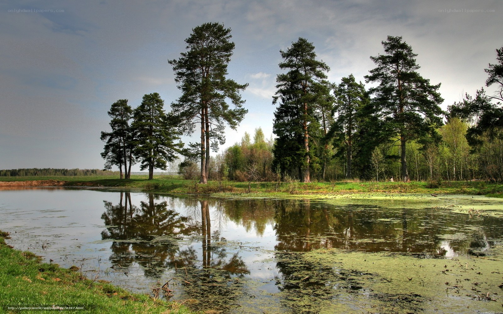 Pine trees reflected in a pond