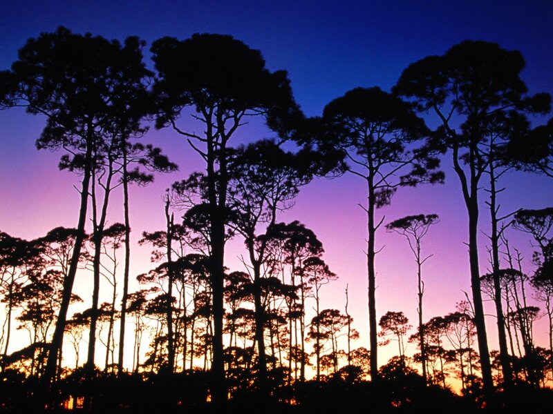 Pine Trees Silhouette