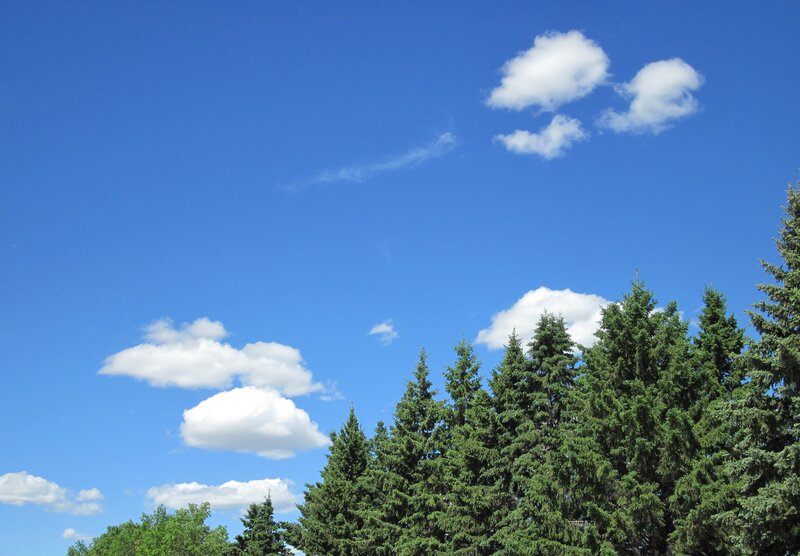 Pine Trees under Blue Sky