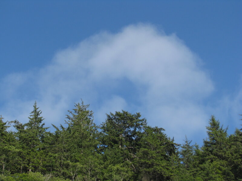 Pine Trees under Cloud