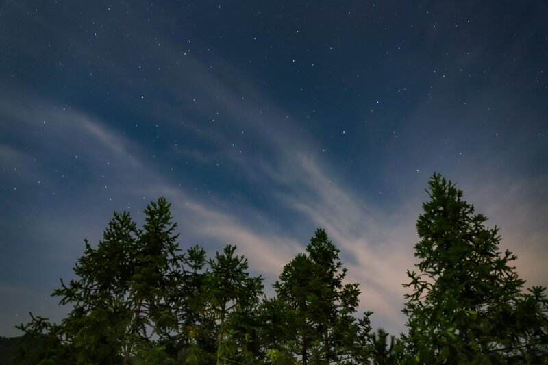 Pine Trees under Stars