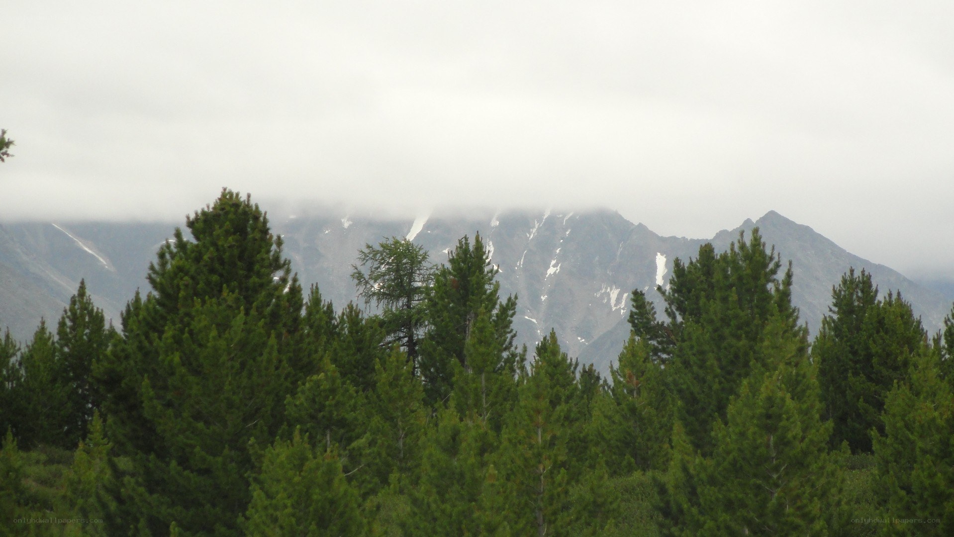 pine trees with mountains in background