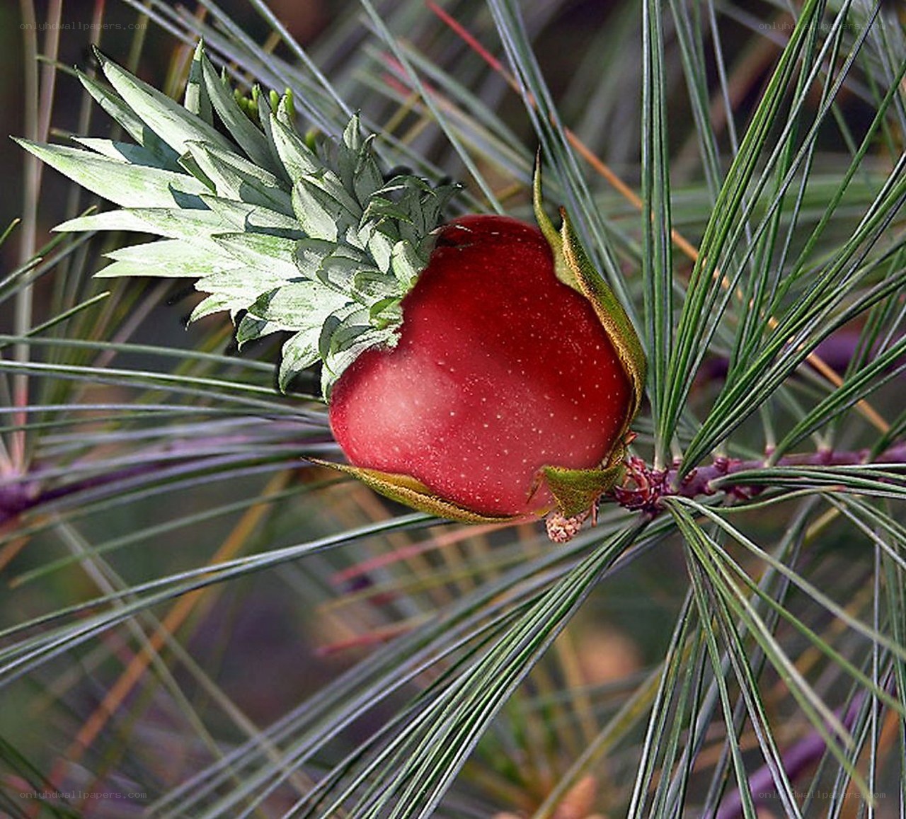 pineapple apple hybrid
