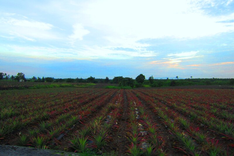 Pineapple Field at Dusk
