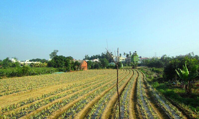 Pineapple Field in Rural Area