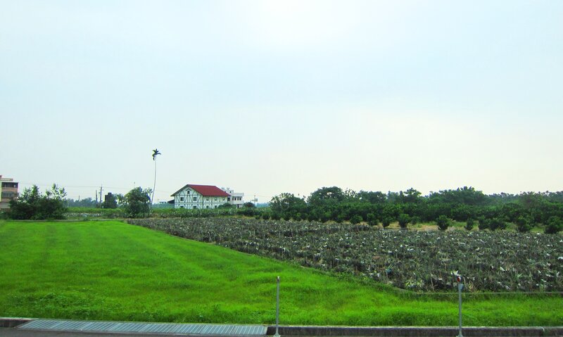 Pineapple Field with House