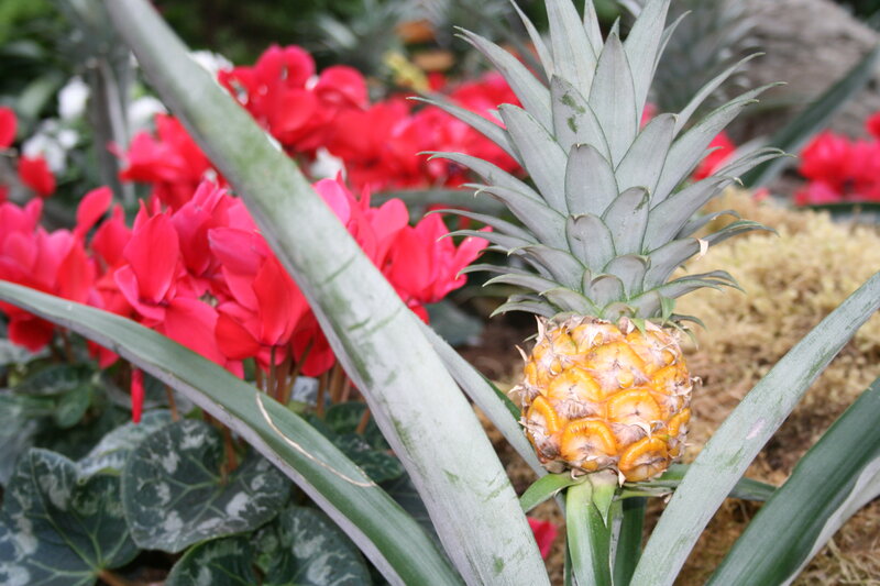 Pineapple Fruit in Garden