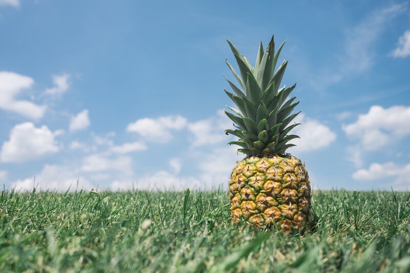 Pineapple in Grass — Green