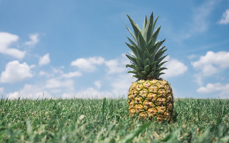 Pineapple in Grass