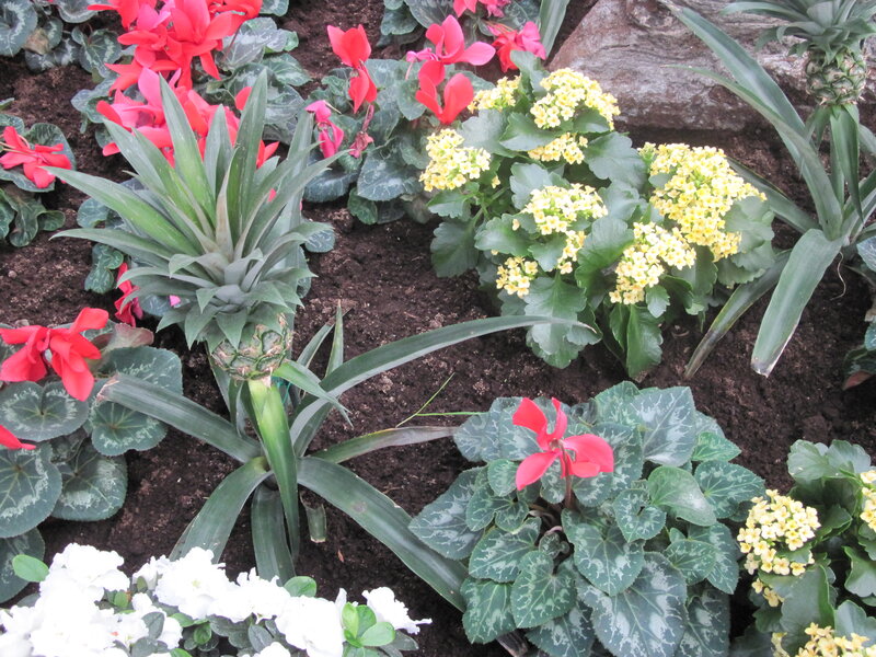 Pineapple Plant in Garden — Green, Calm