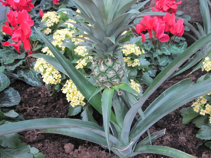 Pineapple Plant in Garden — Green