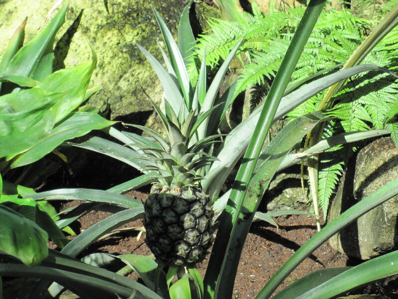 Pineapple Plant in Garden